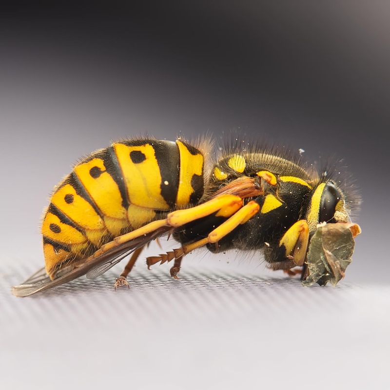 Yellow Jacket Wasp