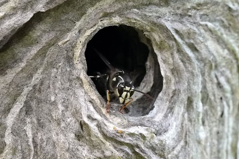Bald-Faced Hornet