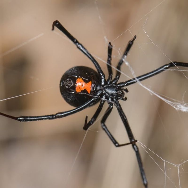 Black Widow Spider