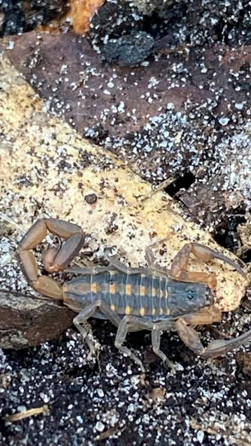 Bark Scorpion