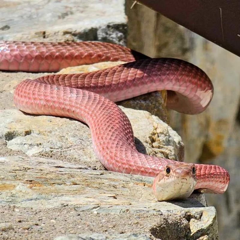 Coachwhip Snake
