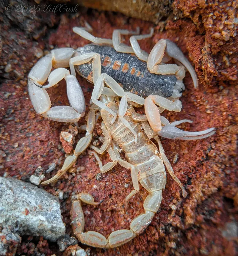 Striped Bark Scorpion