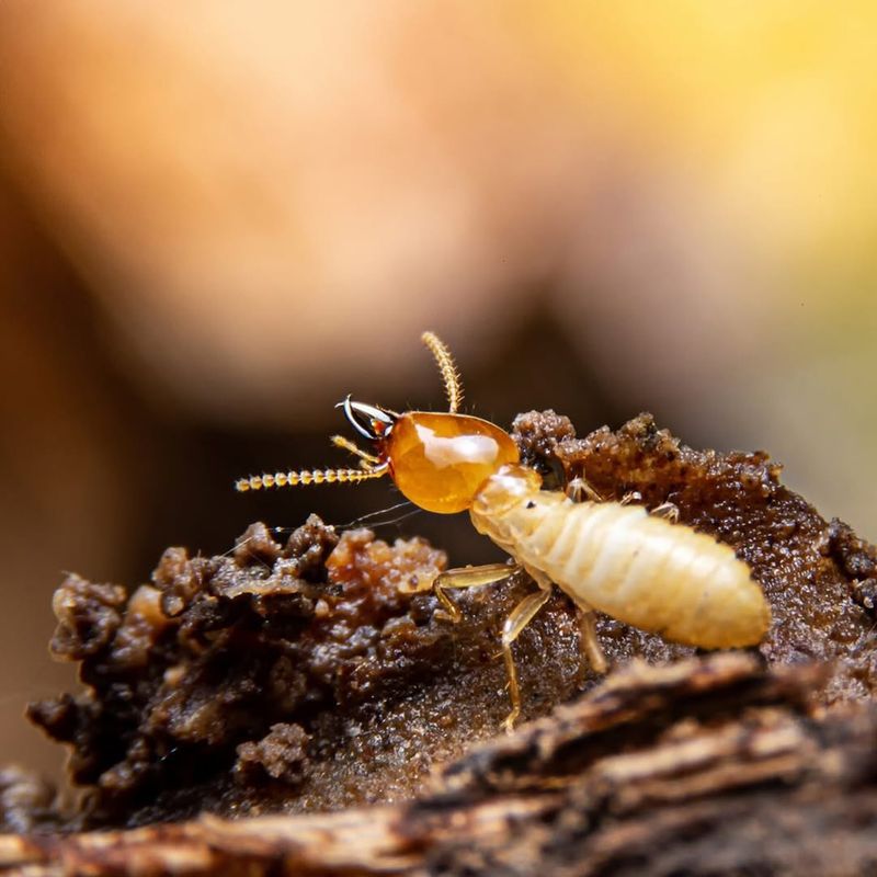 Formosan Termites