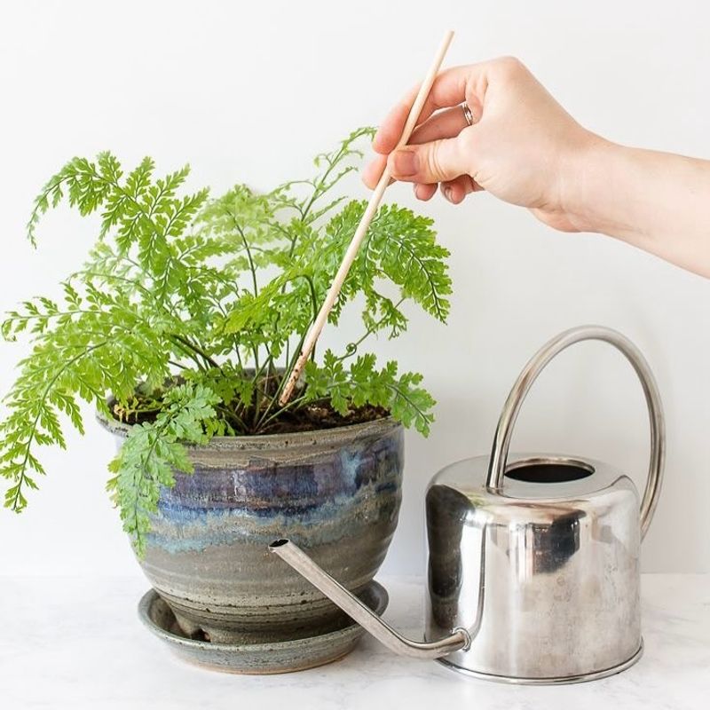 Overwatering During Cold Months