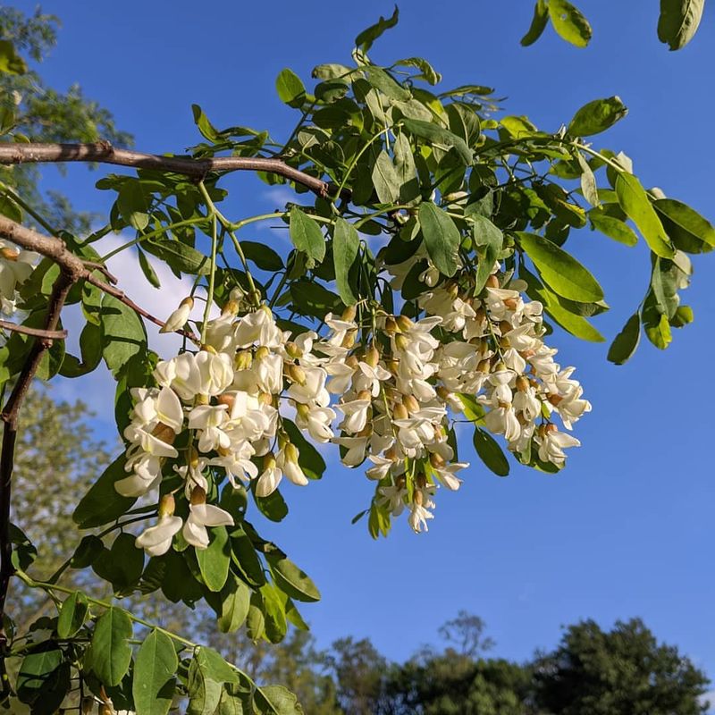 Black Locust