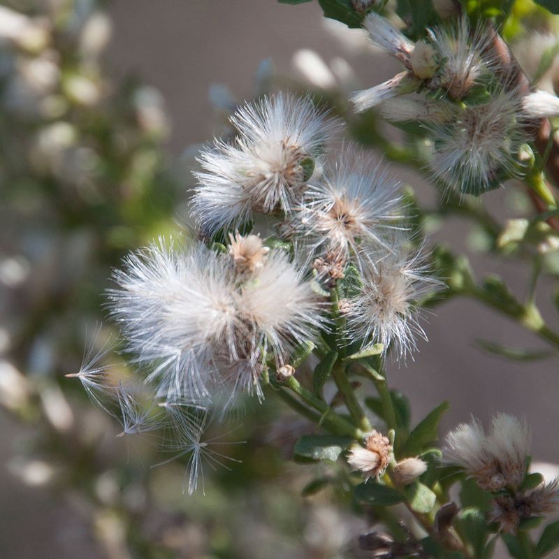 Coyote Brush - Autumn Abundance