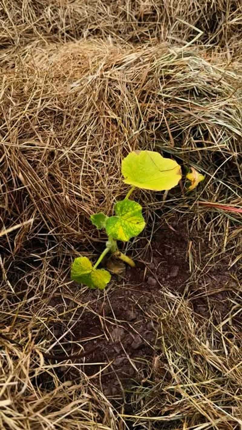 Root Systems Suffer When Ground Freezes Without Proper Mulch Coverage