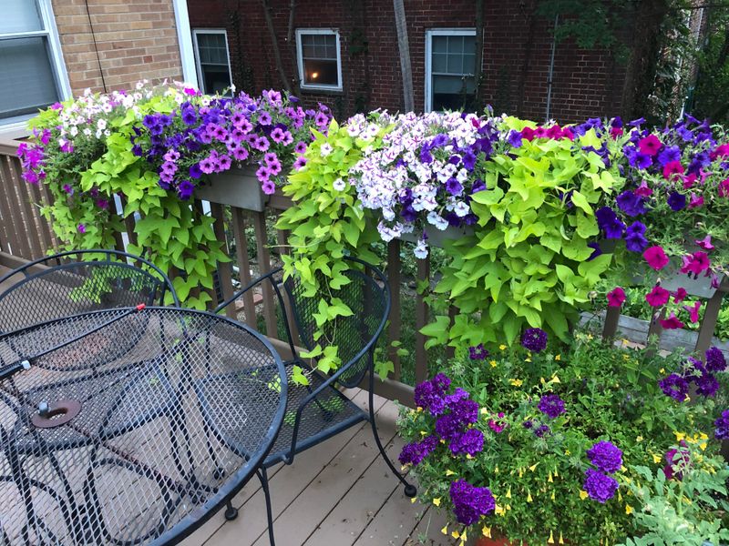 Pleasant Fragrance Enhances Outdoor Relaxation