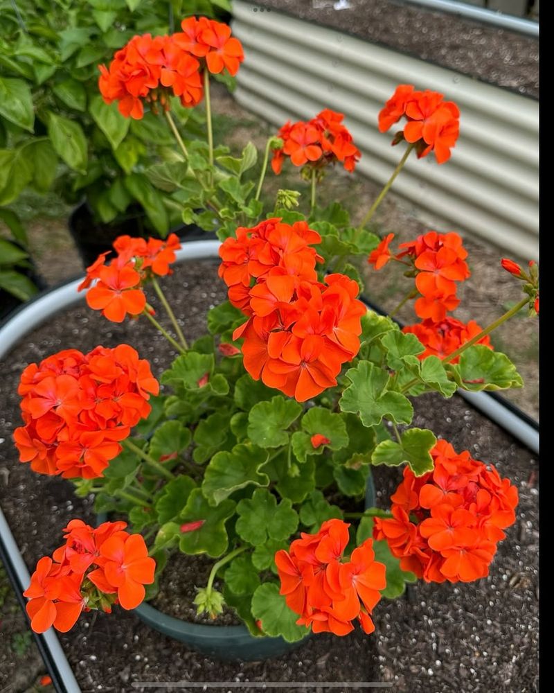 Low Maintenance Requirements Save Your Weekends