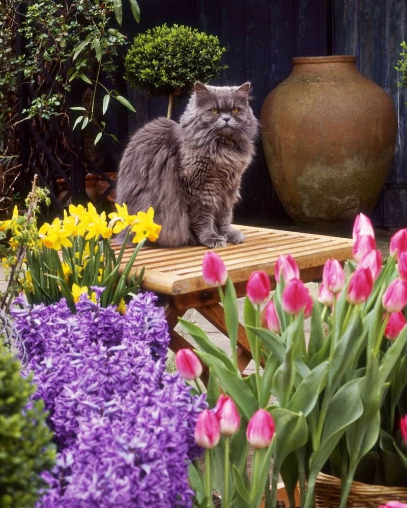 Safe Around Kids And Pets