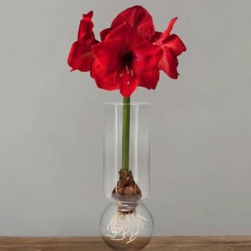 Extended Bloom Viewing Season