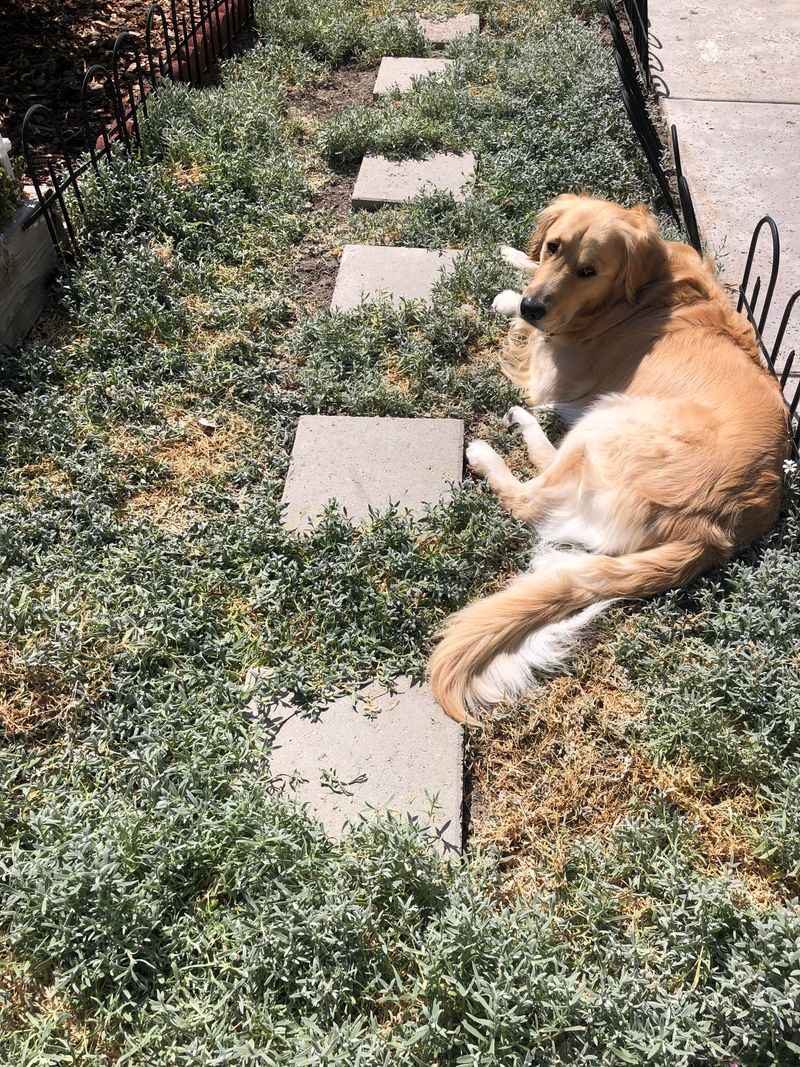 Safer Around Kids and Pets