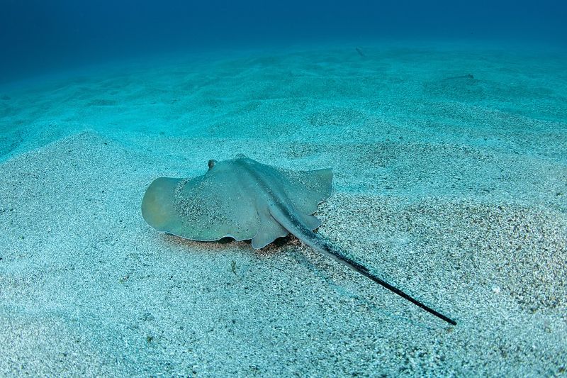 Stingrays In Shallow Water