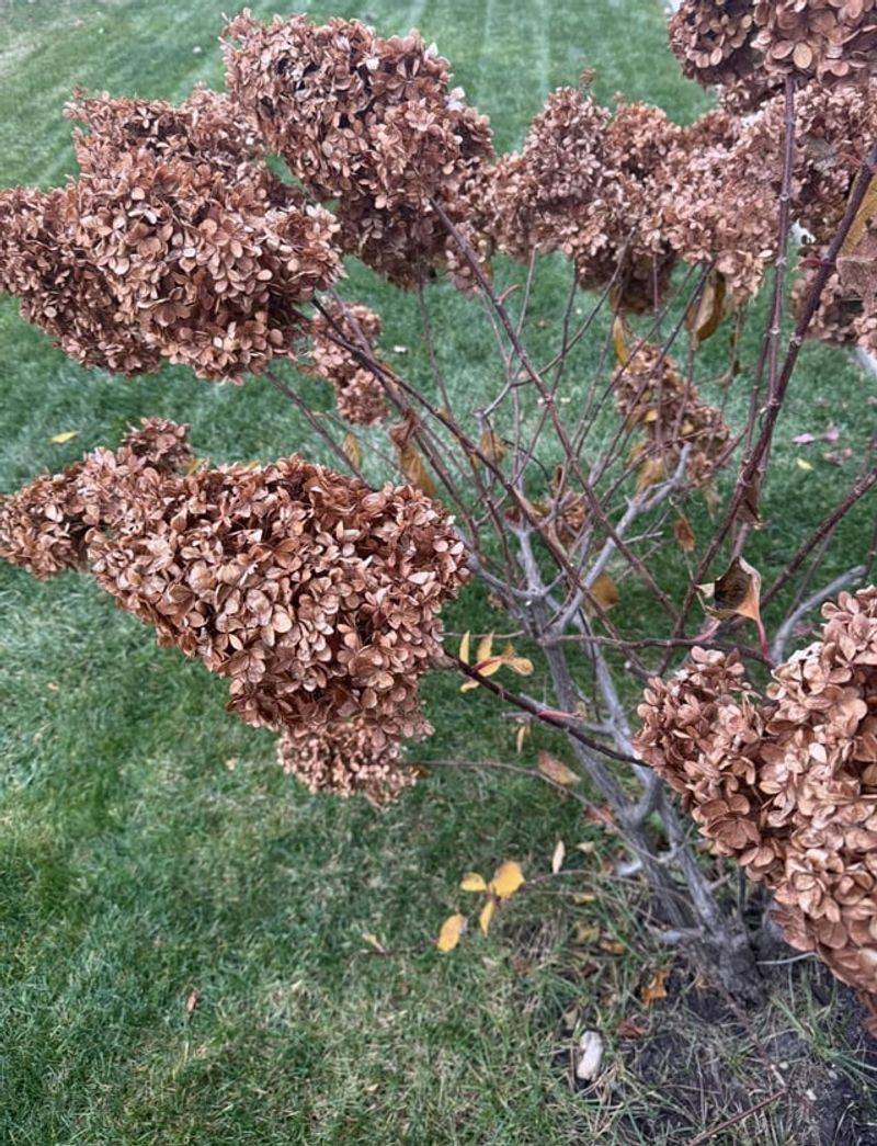 Check For Broken Or Damaged Branches And Remove Them