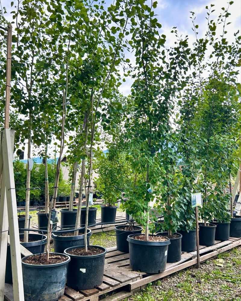 Choose Columnar Trees Wisely