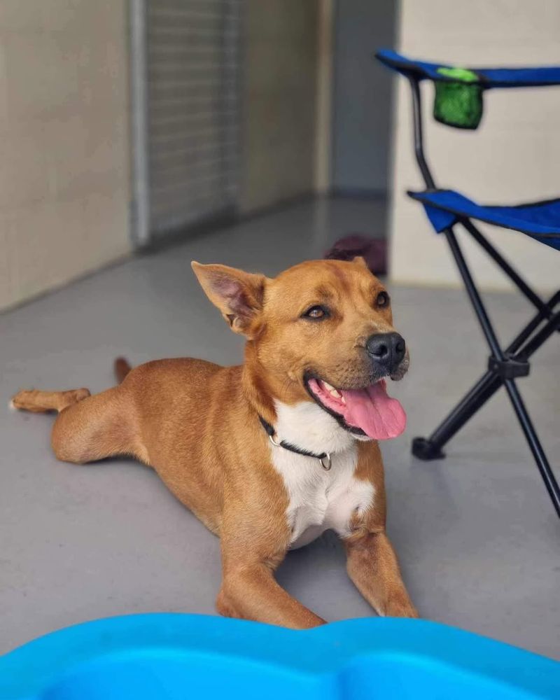 Keep Pets Supervised And Indoors At Night