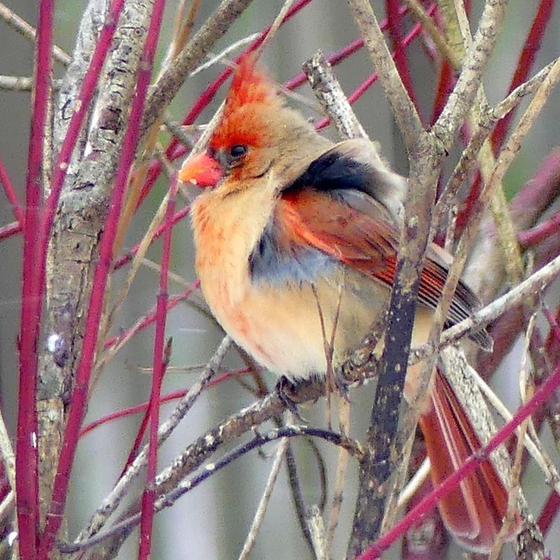 Feed The Birds With Native Plants