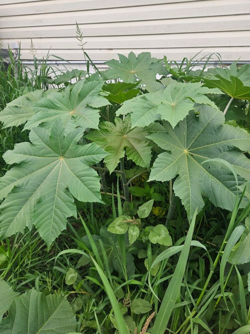 Use Natural Repellents