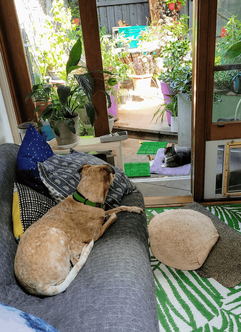 Don't Leave Pets Outside Unattended