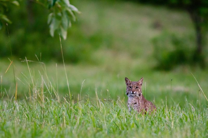 Make Noise To Scare It Away