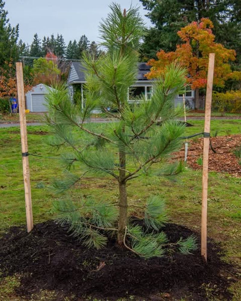Water Evergreens Thoroughly Before Ground Freezes