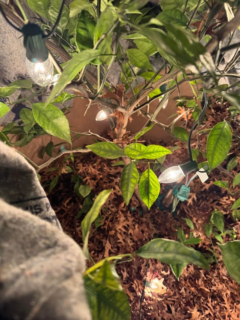 Install Outdoor Christmas Lights for Gentle Heat