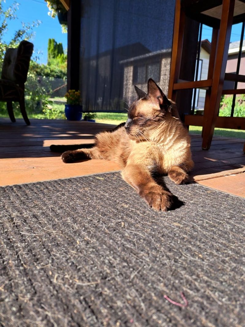 Leaving Pets Outside Unattended at Night