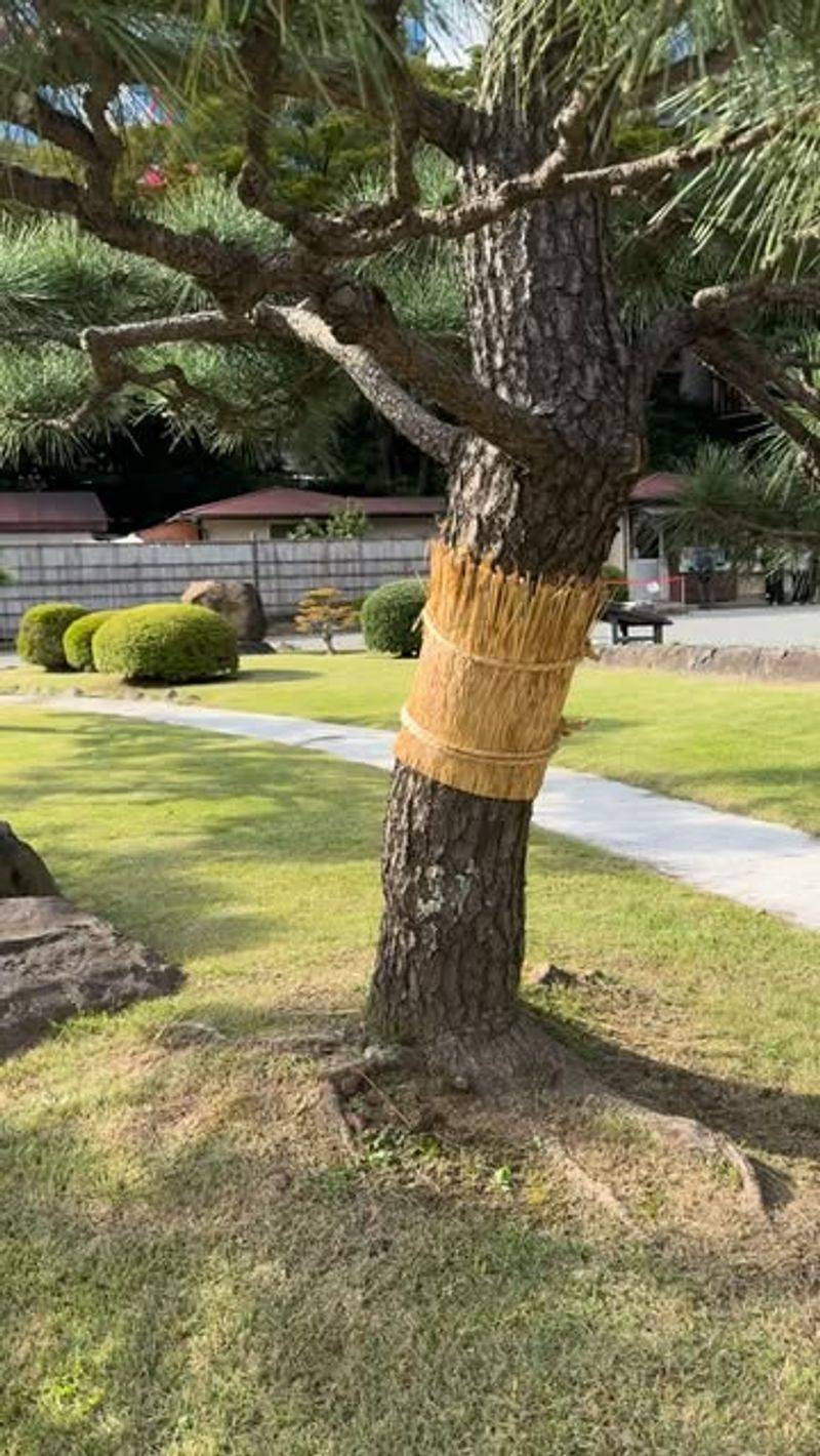 Wrapping Tree Trunks with Insulation