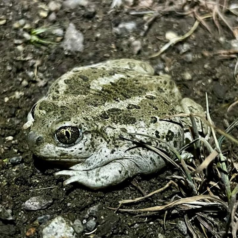 Great Basin Spadefoot Toads