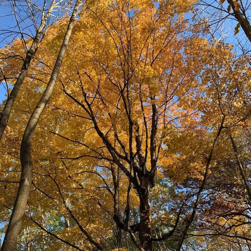 Sugar Maple Trees In State Forest Areas