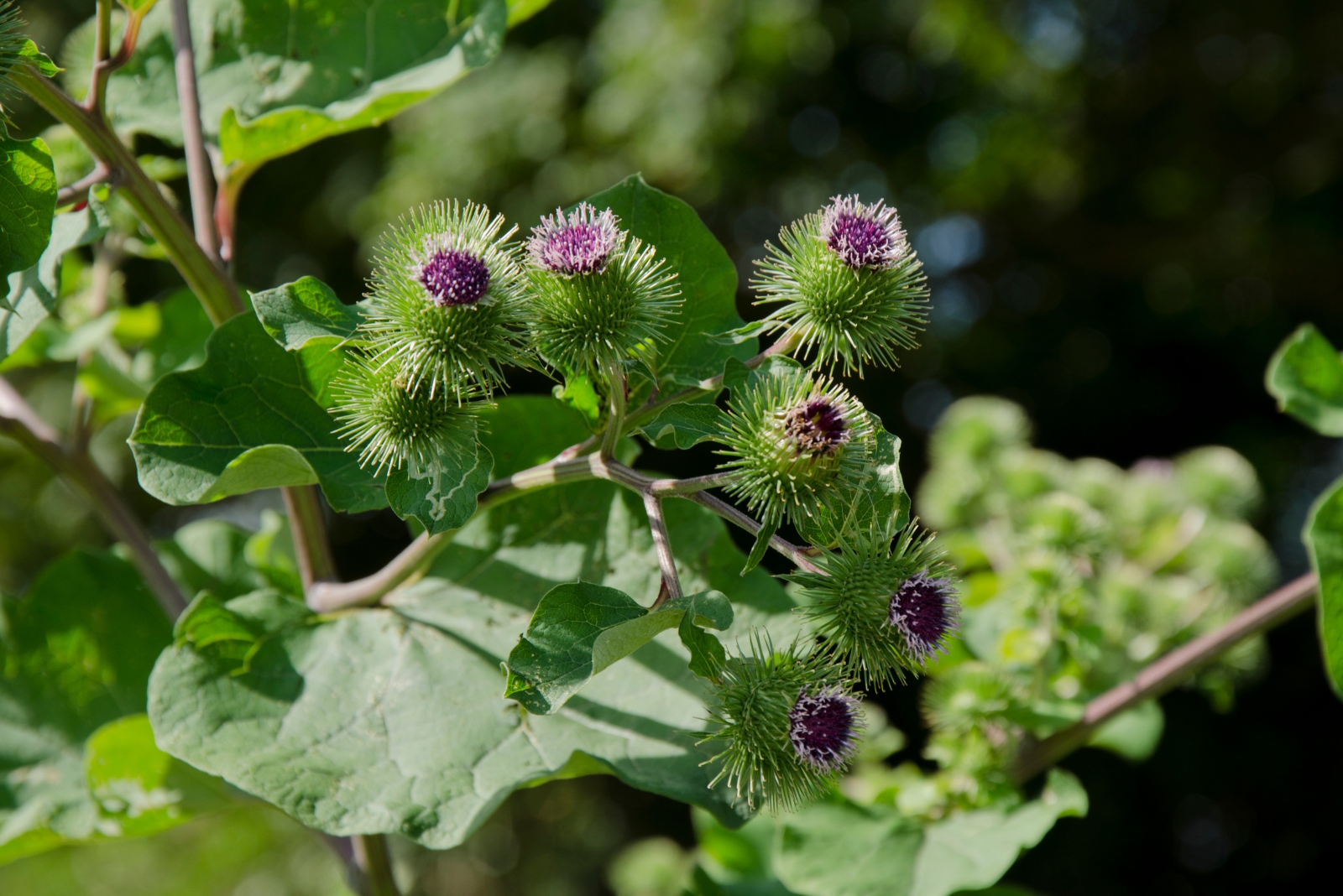 Burdock Plants Near Your Home Carry Hidden Benefits You Never Expect