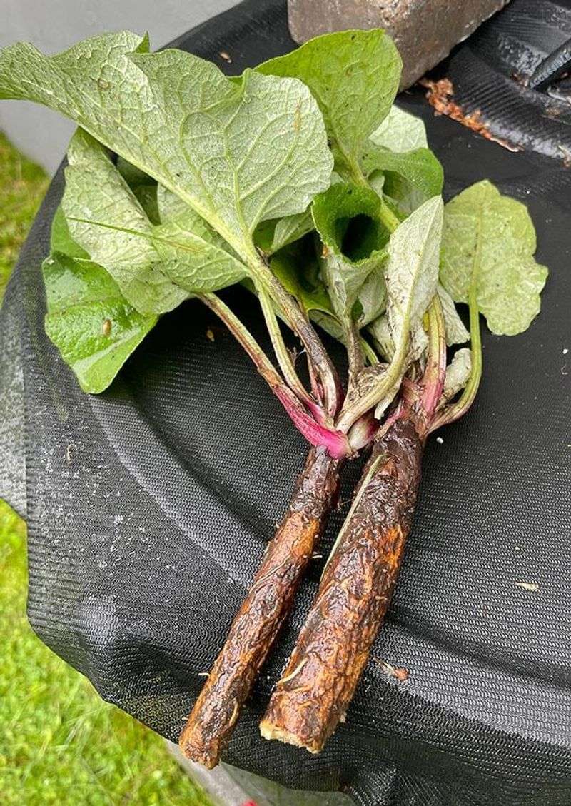 Surprising Health Benefits Burdock Plants Offer You