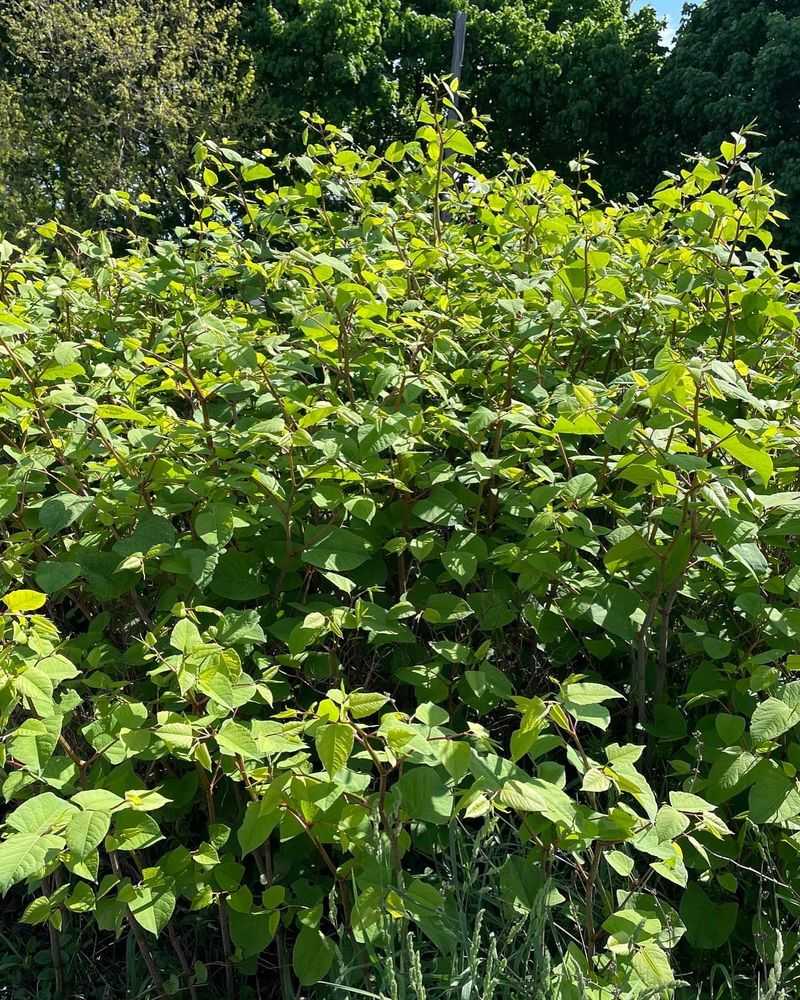 Japanese Knotweed