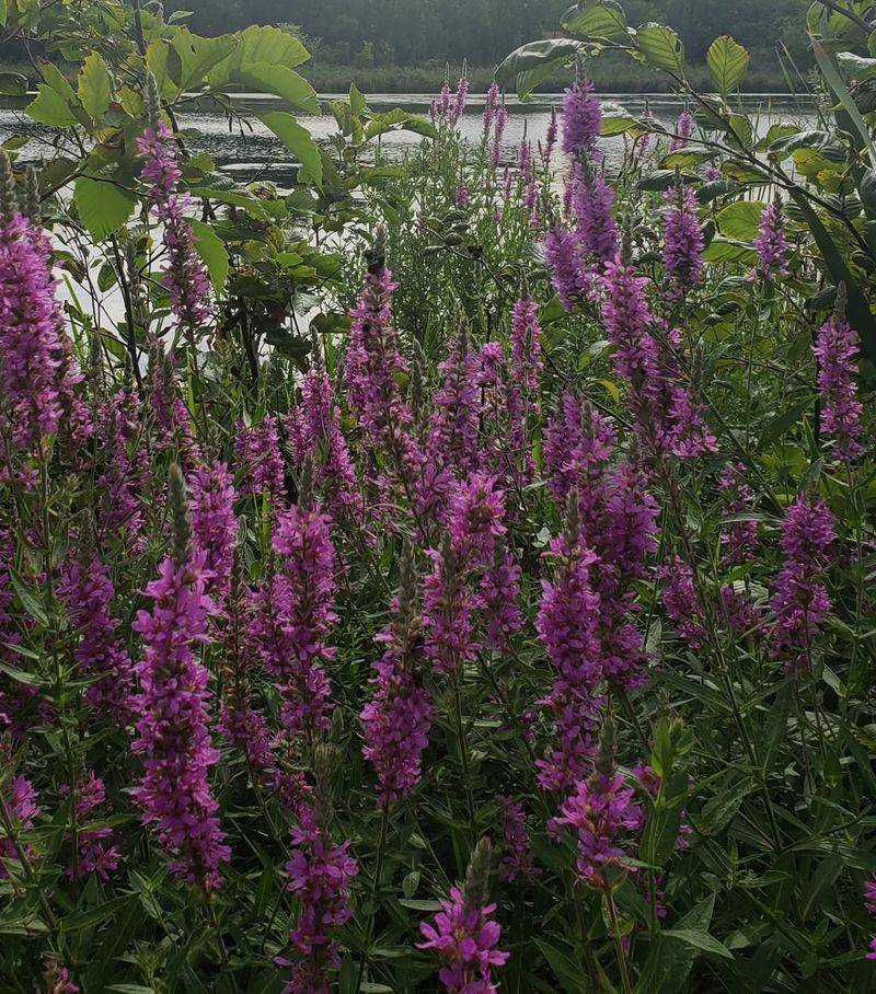 Purple Loosestrife