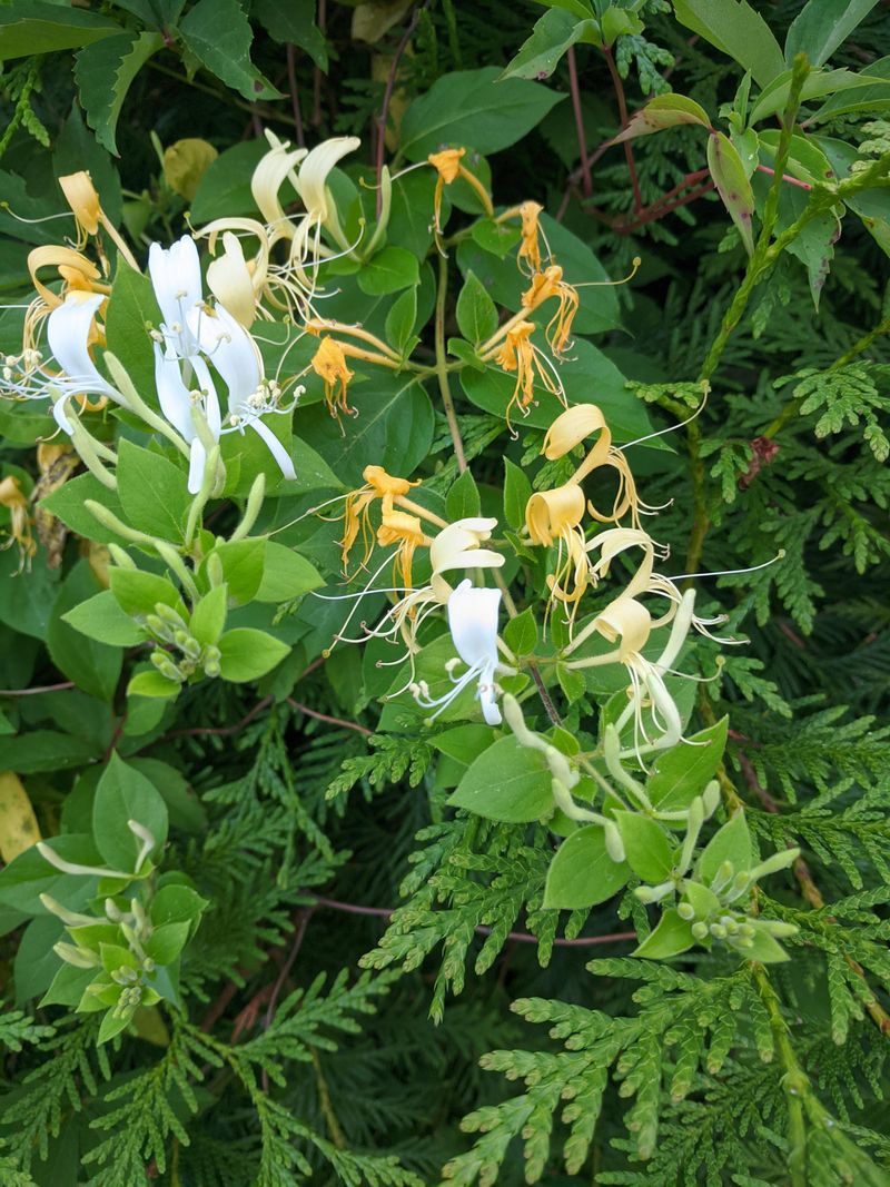 Japanese Honeysuckle