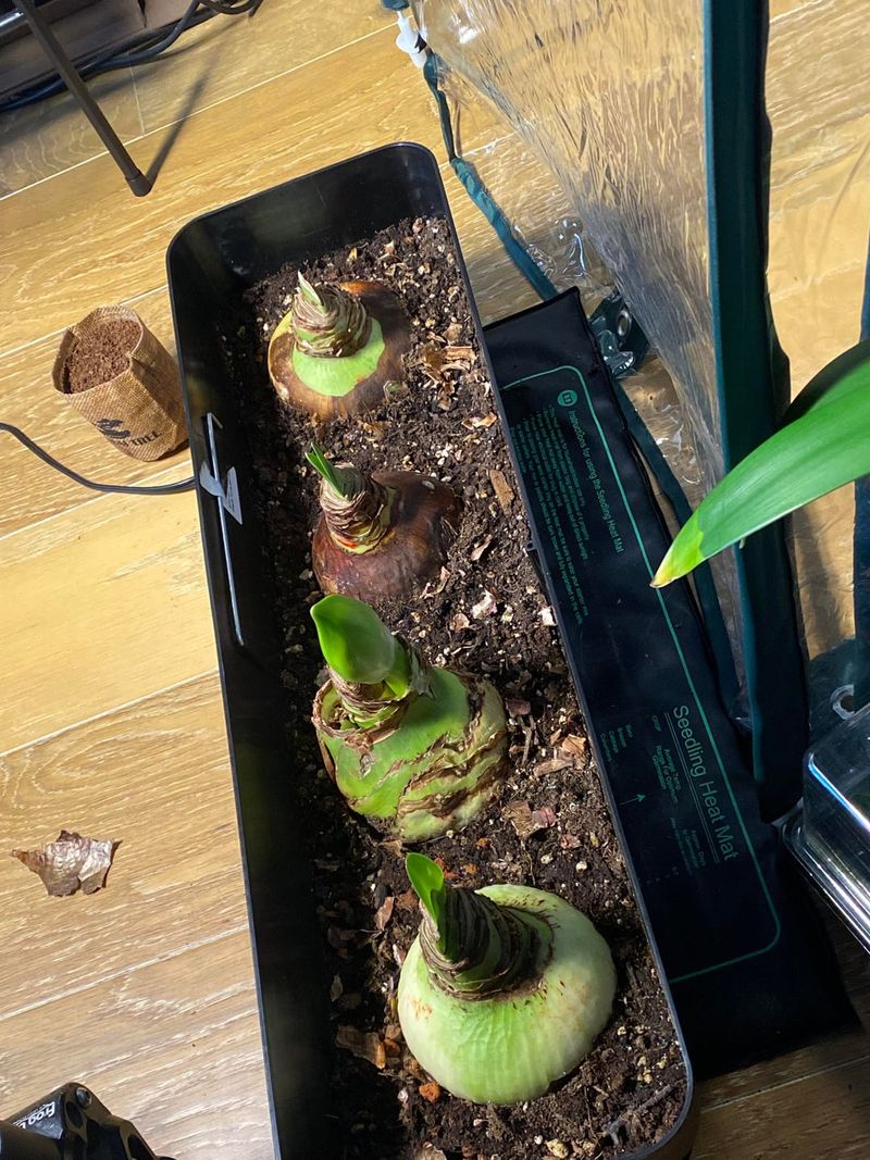 Watering Too Generously Right After Planting