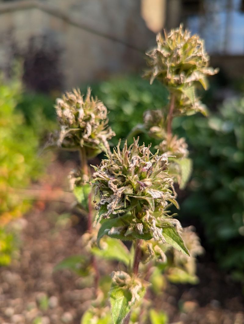 Stronger Stems That Won't Flop Over