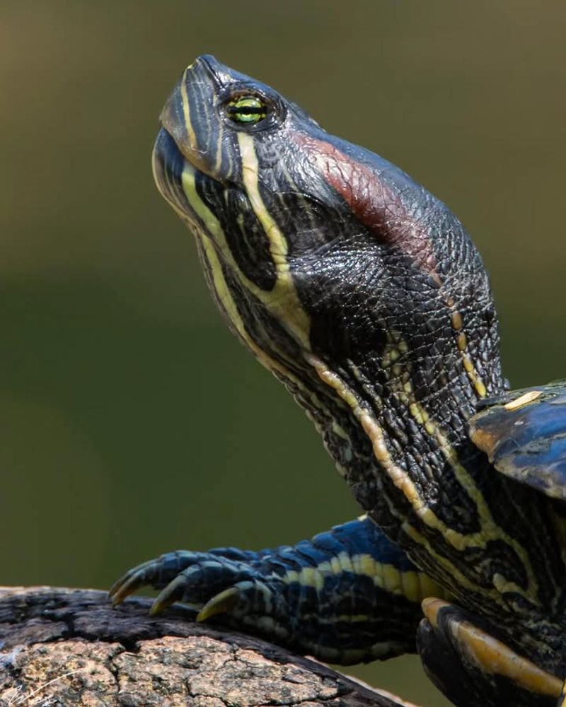 Red-Eared Slider Turtles (Native Populations)
