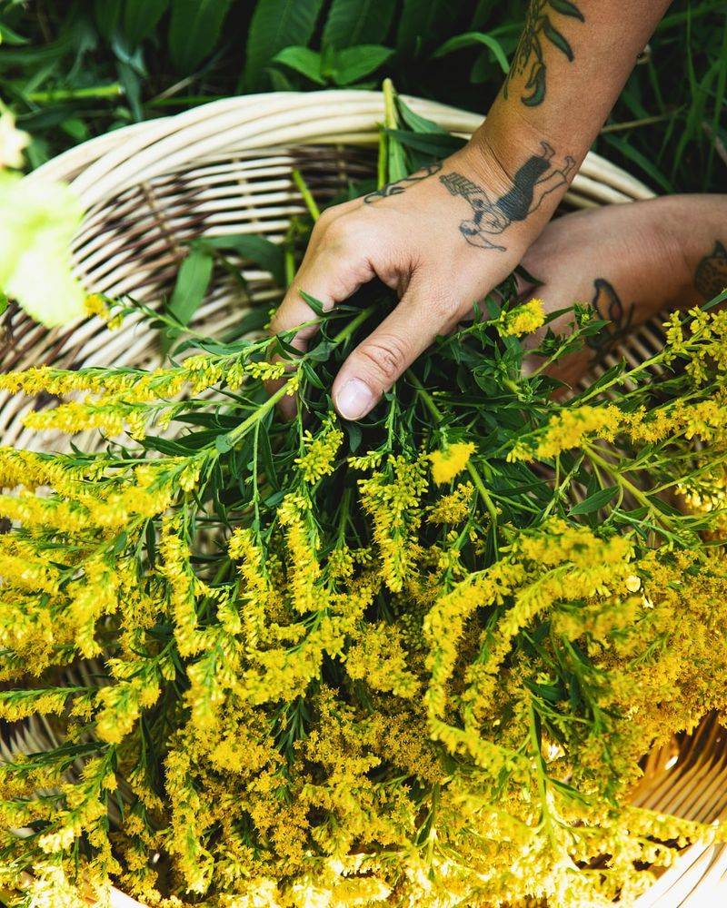 Goldenrod Blooms Last Six To Eight Weeks