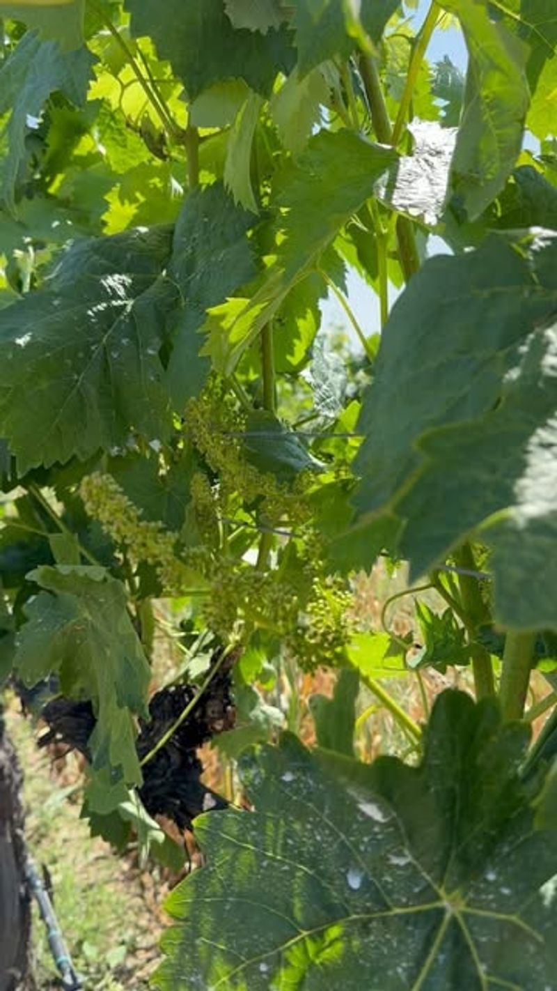 Grapevines