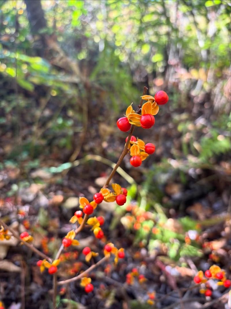 Oriental Bittersweet