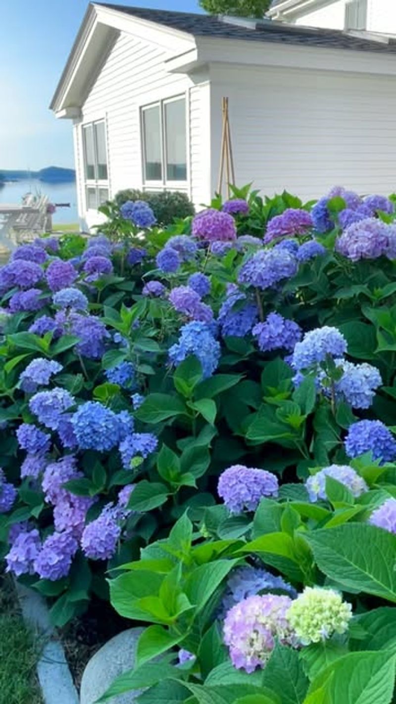 Hydrangeas