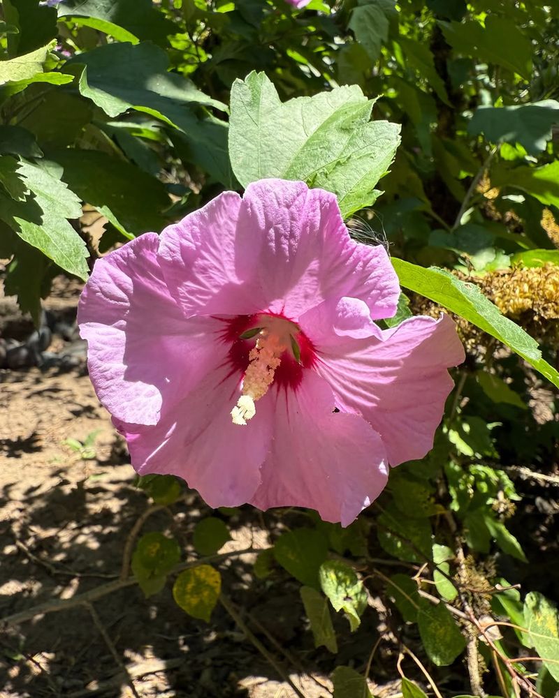 Rose Of Sharon