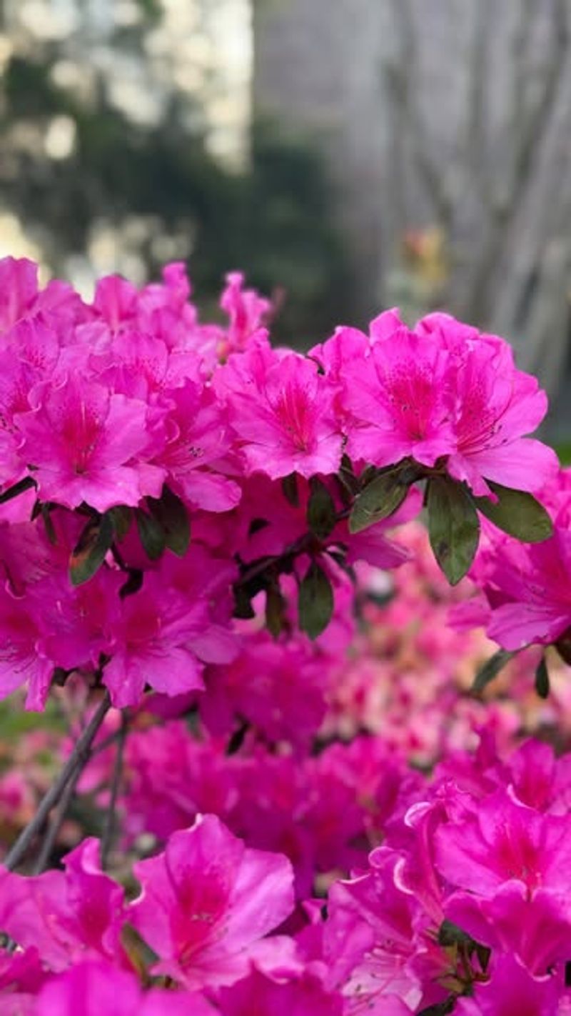 Azaleas
