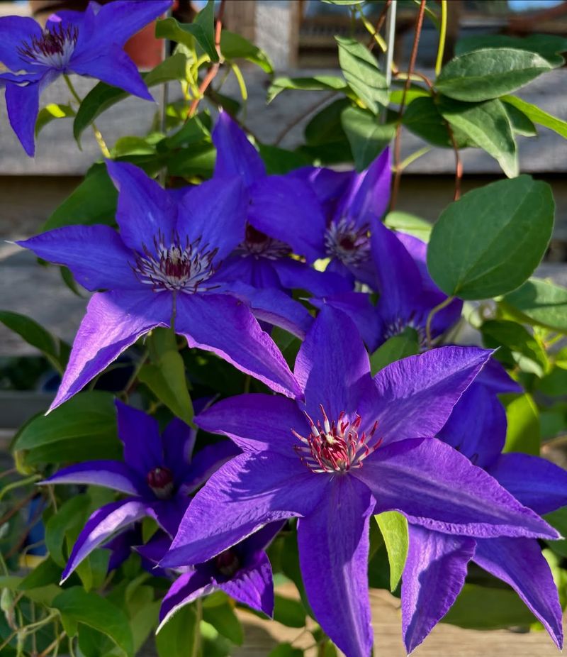 Clematis