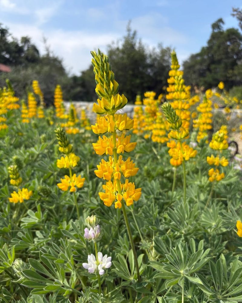 Plant Native Wildflowers Throughout Your Garden