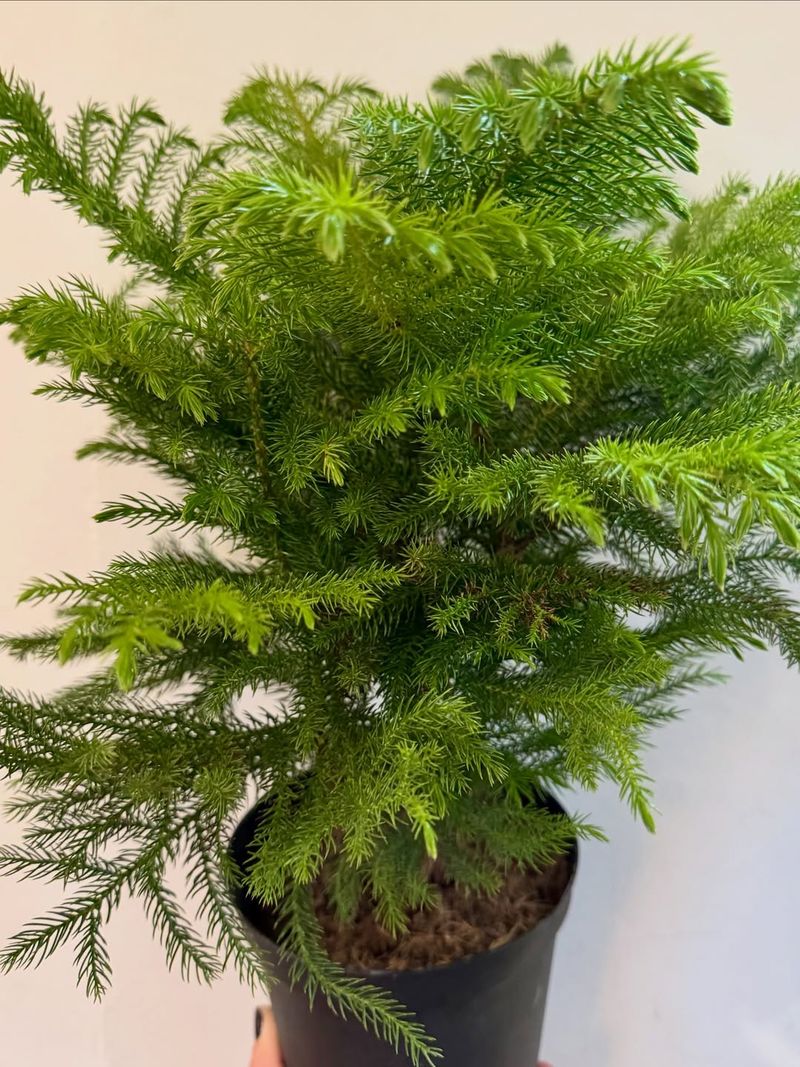 Selecting A Tree Without Checking Root Health