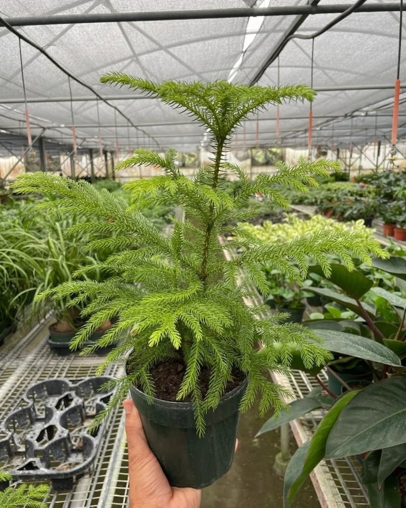 Selecting Trees Grown In Wrong Soil Mix