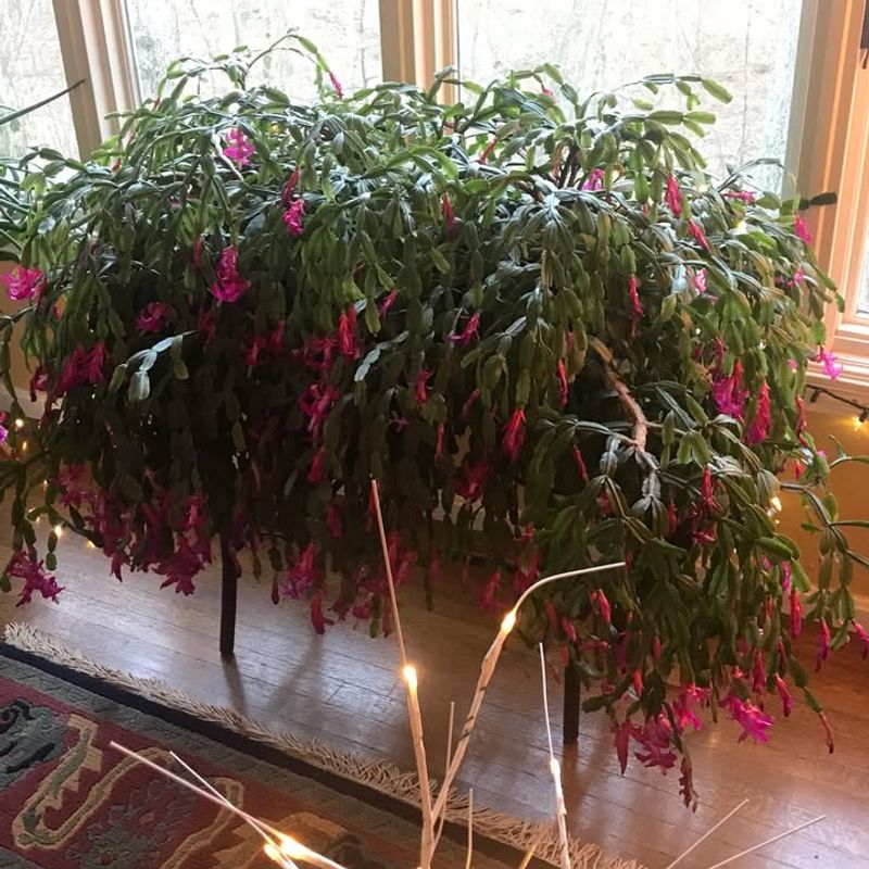 Not Asking About Parent Plant Bloom History