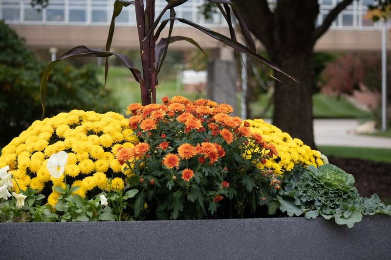 Overlooking Size And Spacing Needs